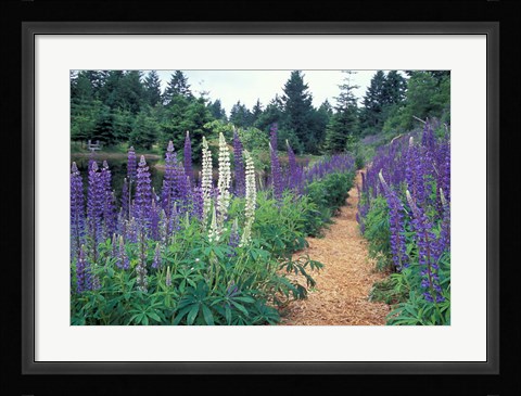 Framed Lupines by a Pond, Kitty Coleman Woodland Gardens, Comox Valley, Vancouver Island, British Columbia Print