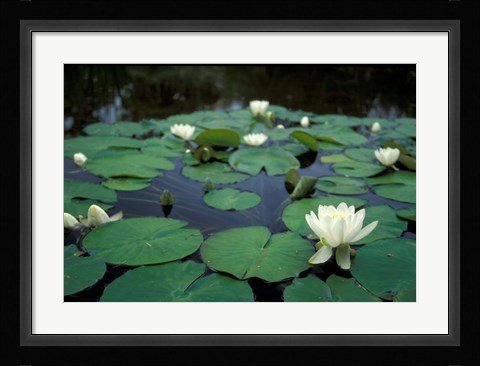 Framed White Water-Lily in Bloom, Kitty Coleman Woodland Gardens, Comox Valley, Vancouver Island, British Columbia Print