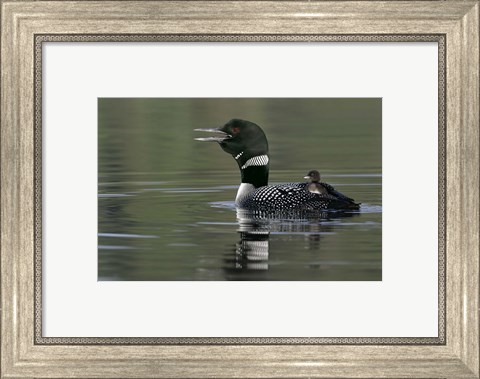 Framed Common Loon with Chick Print