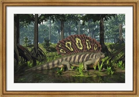 Framed Edaphosaurus forages in a brackish mangrove like swamp Print
