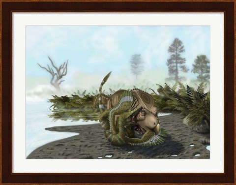 Framed Velociraptor is attacking a Protoceratops Print