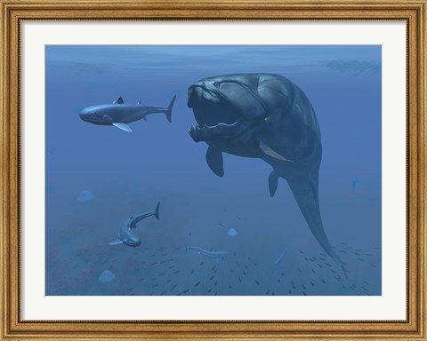 Framed prehistoric Dunkleosteus fish prepares to eat a primitive shark Print