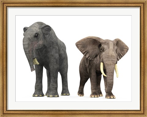 Framed adult Deinotherium compared to a modern adult African Elephant Print