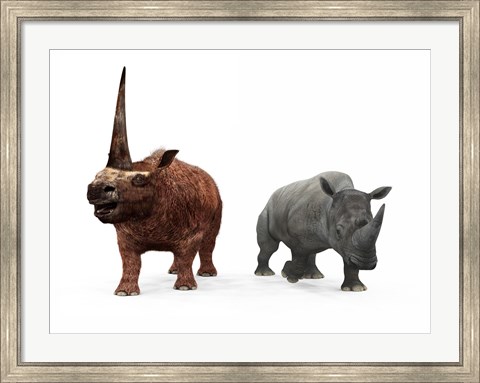 Framed adult Elasmotherium compared to a modern adult White Rhinoceros Print