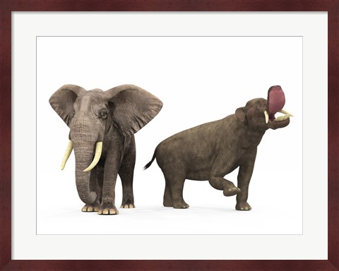 Framed adult Platybelodon compared to a modern adult African Elephant Print