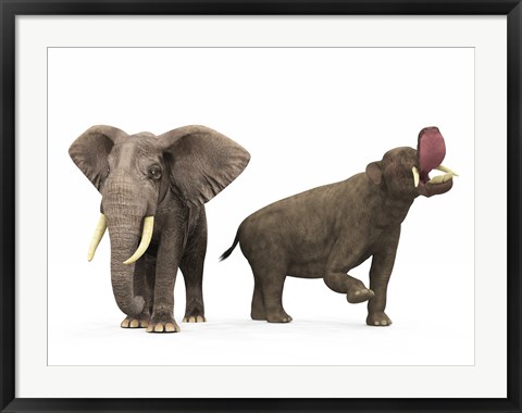 Framed adult Platybelodon compared to a modern adult African Elephant Print