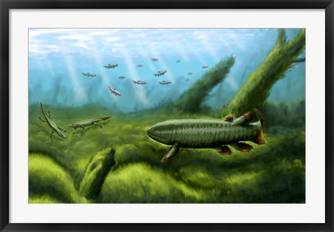 Framed Holoptychius, Tulerpeton and Moythomasia, prehistoric fish of the Devonian period Print
