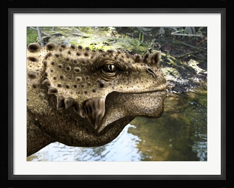 Framed Close-up of the head of a Scutosaurus tuberculatus Print