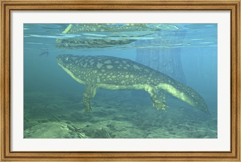 Framed Late Devonian Period Ichthyostega submerged in a floodplain Print