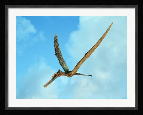 Framed Zhenyuanopterus, a genus of pterosaur from the Cretaceous Period Print