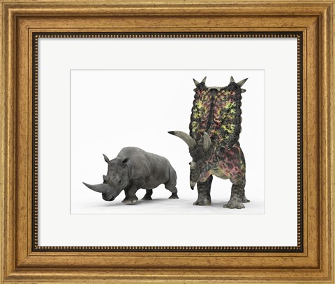 Framed adult Pentaceratops compared to a modern adult White Rhinoceros Print
