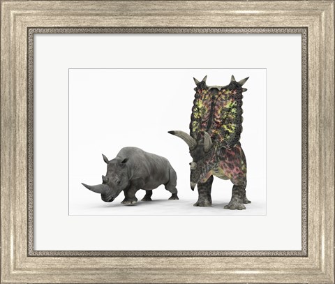 Framed adult Pentaceratops compared to a modern adult White Rhinoceros Print