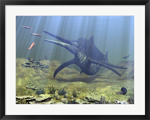 Framed massive Shonisaurus attempts to make a meal of a school of squid-like Belemnites Print