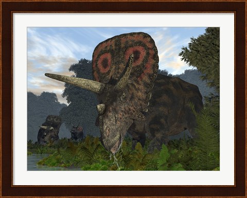 Framed male Torosaurus drinks from a river Print