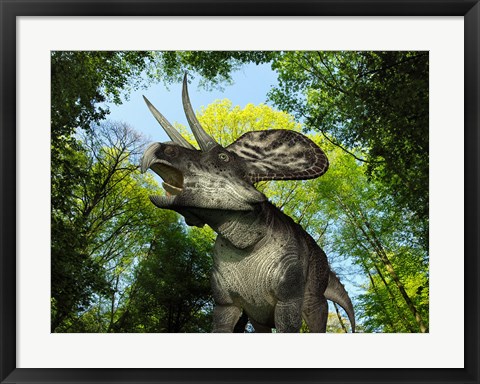 Framed Zuniceratops wanders a Cretaceous forest Print