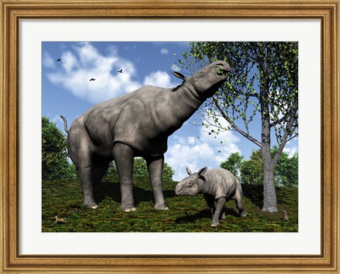 Framed Paraceratherium mother grazes on leaves and twigs of a poplar tree Print