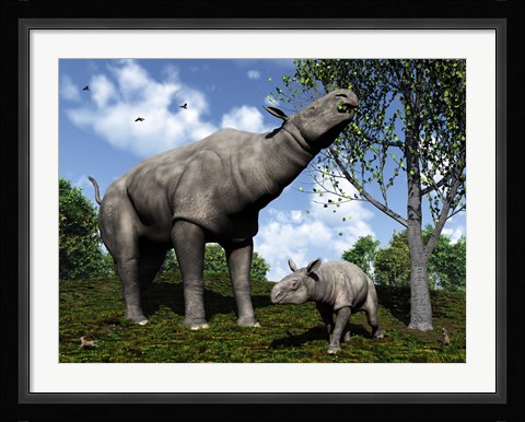 Framed Paraceratherium mother grazes on leaves and twigs of a poplar tree Print