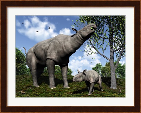 Framed Paraceratherium mother grazes on leaves and twigs of a poplar tree Print