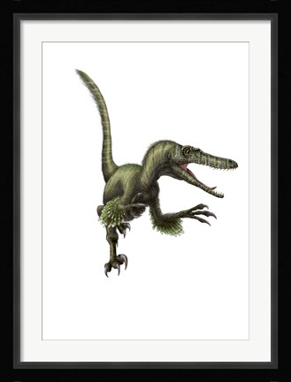Framed Velociraptor, white background Print