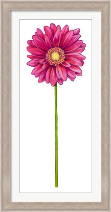 Framed Floral Gerbera Daisy Print