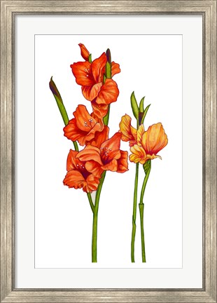 Framed Floral Gladiolas Print