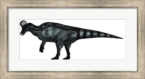 Framed Corythosaurus, a Large Hadrosaurid Dinosaur Print