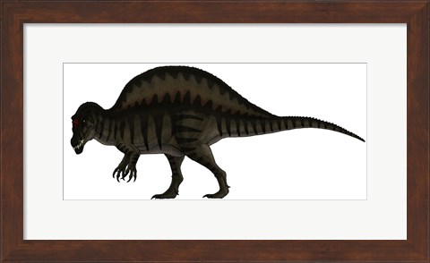 Framed Spinosaurus, a Large Carnivore of the Cretaceous Period Print