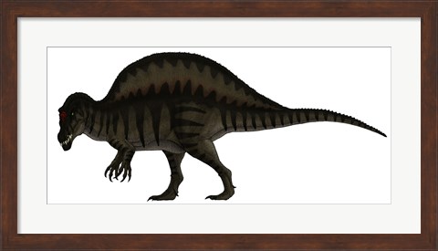 Framed Spinosaurus, a Large Carnivore of the Cretaceous Period Print