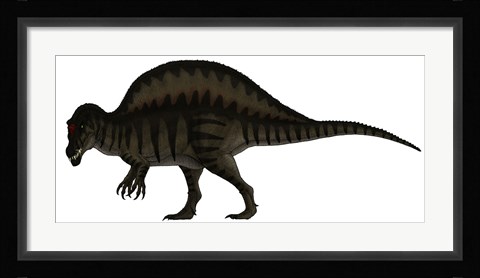 Framed Spinosaurus, a Large Carnivore of the Cretaceous Period Print