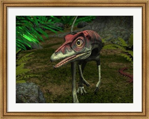 Framed Compsognathus wanders a Late Jurassic Forest Print