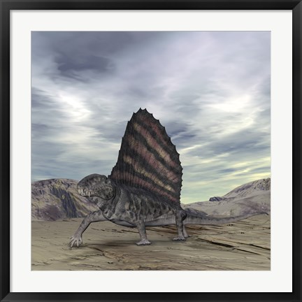 Framed Dimetrodon Grandis Traverses Earth During the Early Permian Period Print