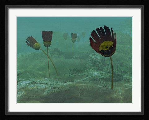 Framed Species of the Genus Dinomischus Populate the Ocean floor 505 Million years ago Print