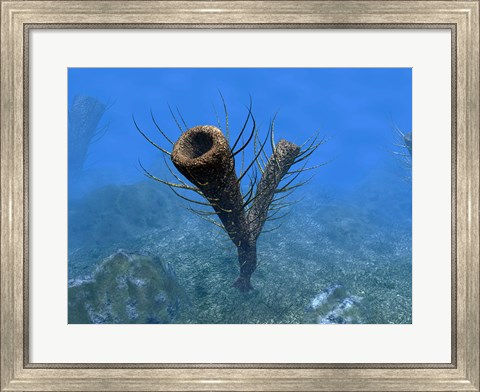 Framed species of Pirania, a Primitive Sponge that Populated the Ocean Floors 505 Million years ago Print