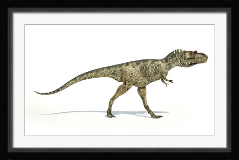 Framed Albertosaurus Dinosaur on White Background Print