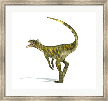 Framed Herrerasaurus dinosaur on white background Print