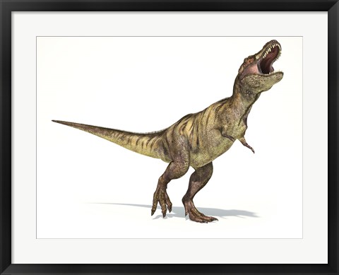 Framed Tyrannosaurus Rex Dinosaur on White Background Print