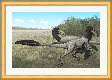 Framed Two Dromaeosaurus Dinosaurs Sunbathing in the Cretaceous Period Print