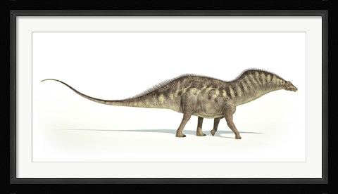 Framed Amargasaurus Dinosaur on White Background Print
