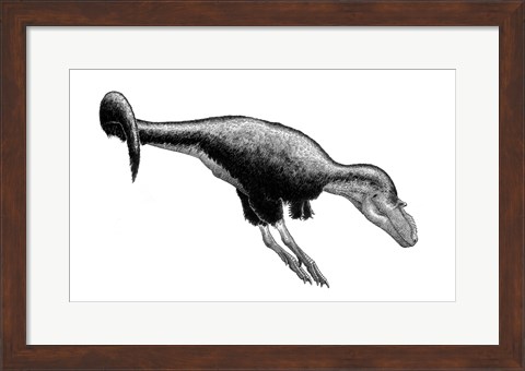 Framed Black Ink Drawing of Gorgosaurus Libratus Print