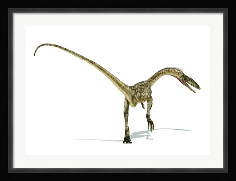 Framed Coelophysis Dinosaur Print