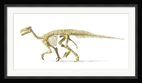Framed 3D Rendering of an Lguanodon Dinosaur Skeleton Print