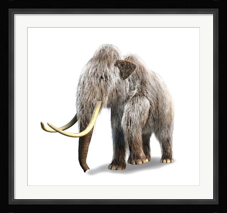 Framed Woolly Mammoth, White Background Print