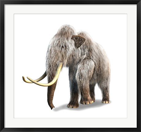 Framed Woolly Mammoth, White Background Print