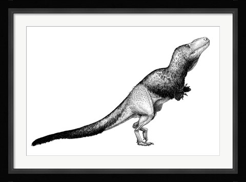 Framed Black Ink Drawing of Daspletosaurus Torosus Print