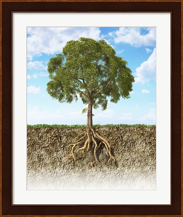 Framed Cross section of Soil Showing a Tree with its Roots Print