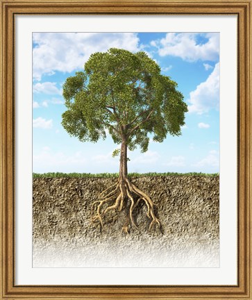 Framed Cross section of Soil Showing a Tree with its Roots Print
