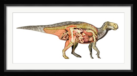 Framed Internal anatomy of an Iguanodon dinosaur Print