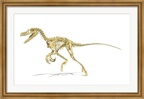 Framed 3D Rendering of a Velociraptor Dinosaur Skeleton Print