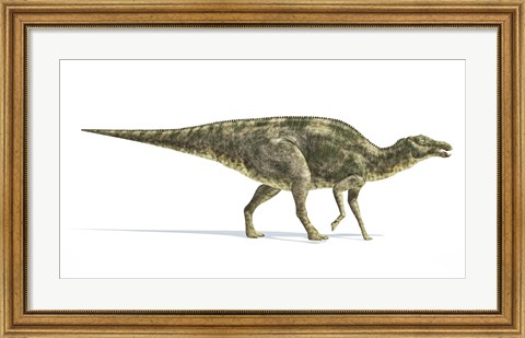 Framed Maiasaura Dinosaur on White Background Print