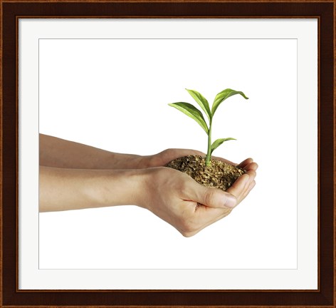 Framed Man&#39;s Hands Holding Soil with a Little Growing Green Plant Print